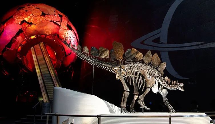 剑龙化石 Stegosaurus