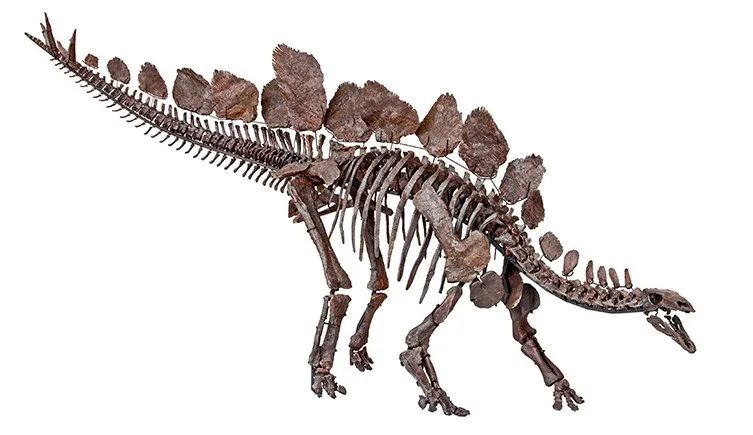 剑龙化石 Stegosaurus