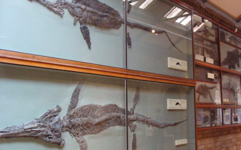 鱼龙化石ichthyosaur