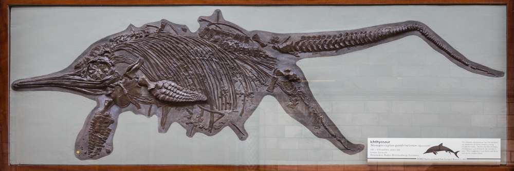 鱼龙化石ichthyosaur