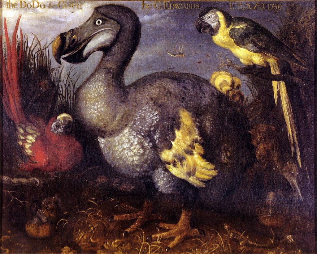 渡渡鸟Raphus cucullatus (dodo)