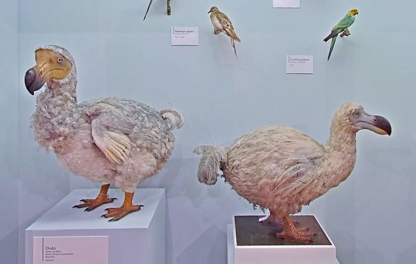 渡渡鸟Raphus cucullatus (dodo)