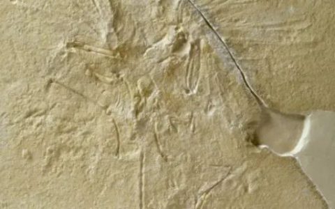 始祖鸟化石Archaeopteryx