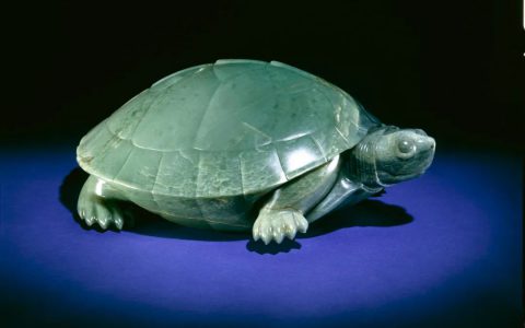 玉水龟Jade terrapin (Kachuga dhongaka)