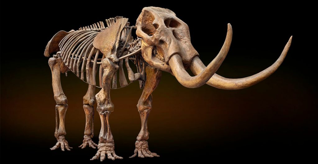 美洲乳齿象 American Mastodon