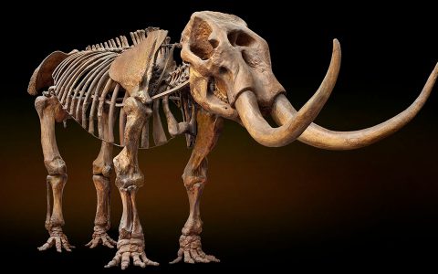 美洲乳齿象 American Mastodon