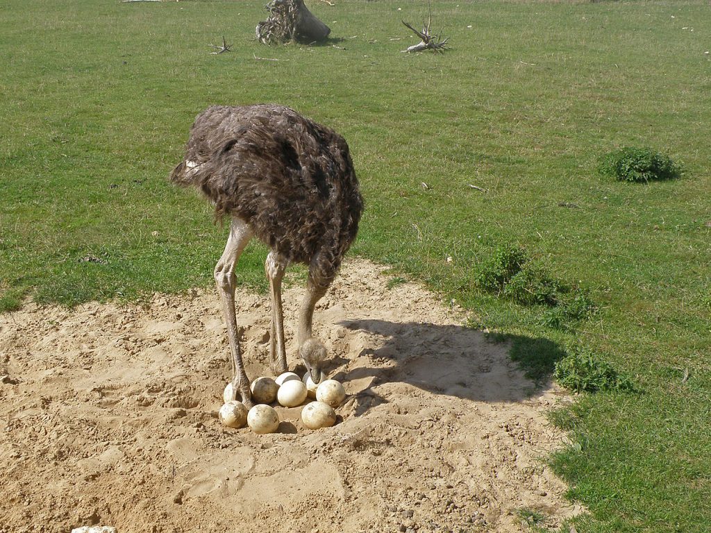 非洲鸵鸟(Common Ostrich）