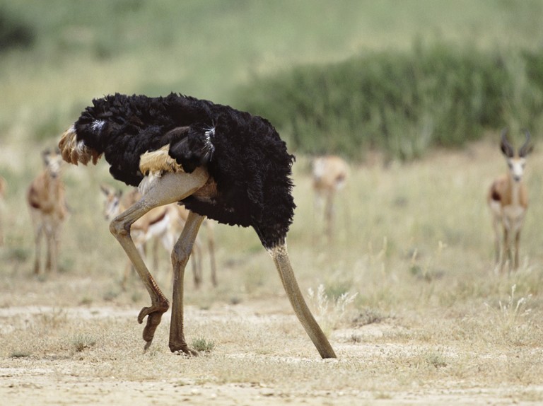 非洲鸵鸟(Common Ostrich）