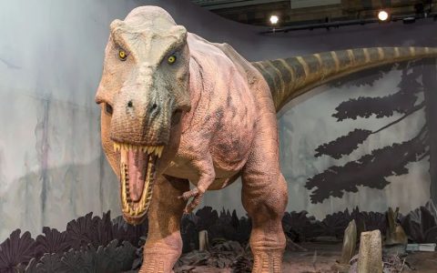 霸王龙 Tyrannosaurus Rex