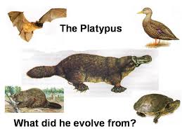 鸭嘴兽 Platypus