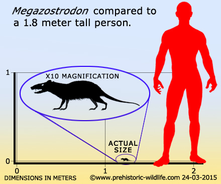 大带齿兽 Megazostrodon Rudnerae