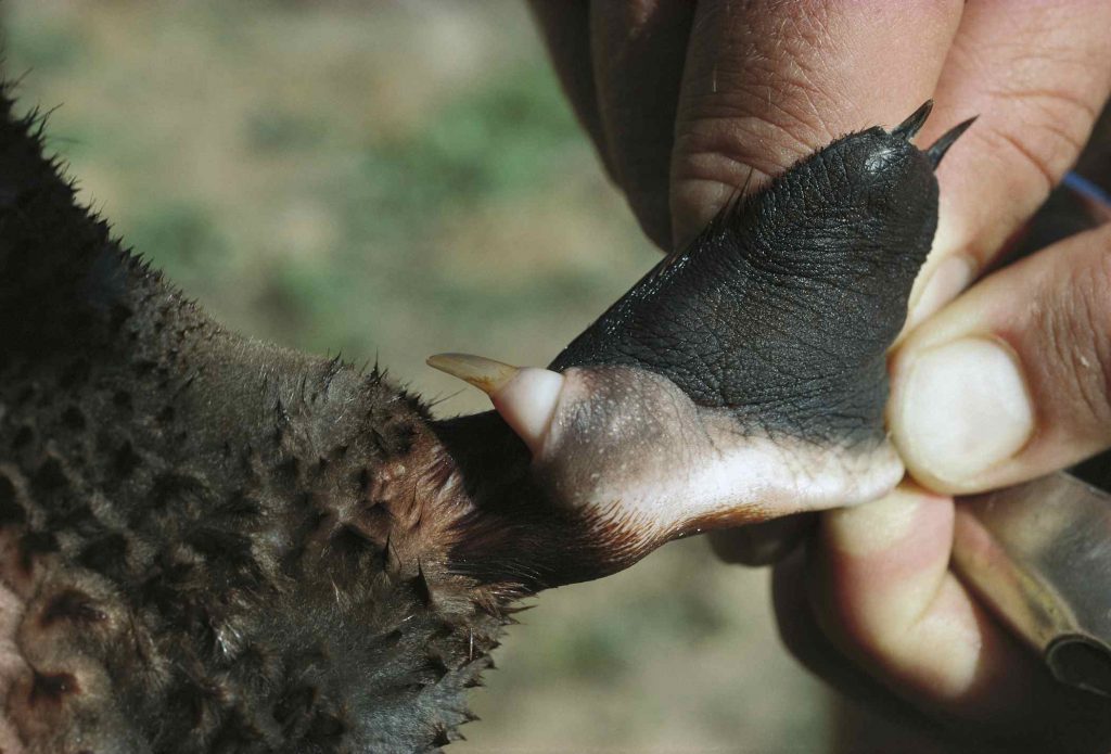 鸭嘴兽 Platypus