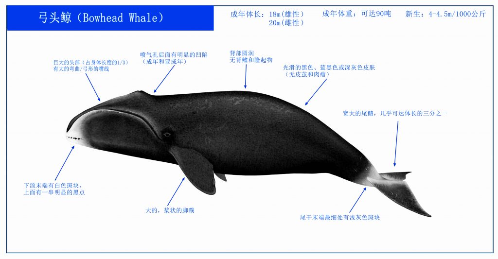 弓头鲸（Bowhead Whale）