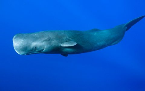 抹香鲸（Sperm Whale）