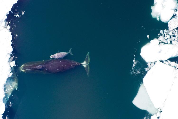 弓头鲸（Bowhead Whale）