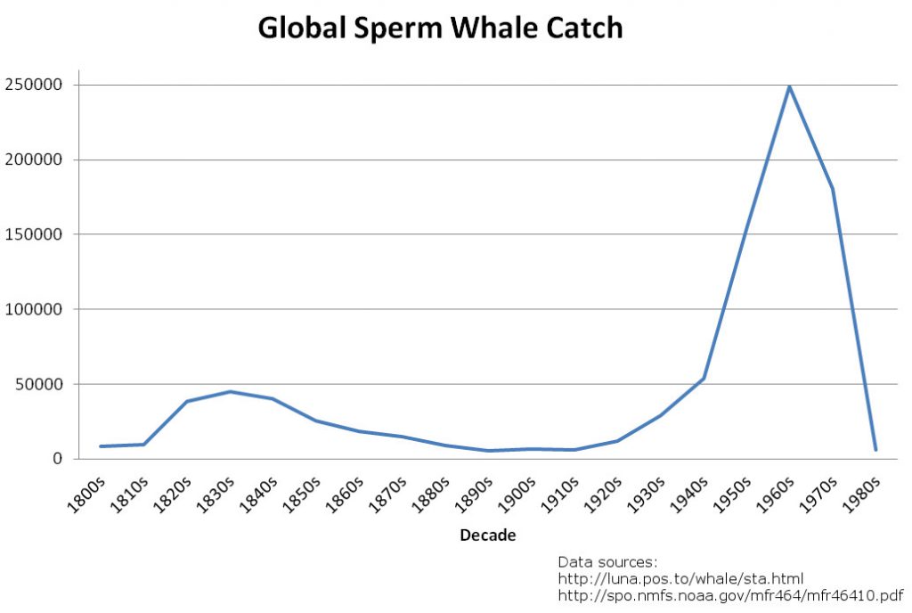 抹香鲸（Sperm Whale）