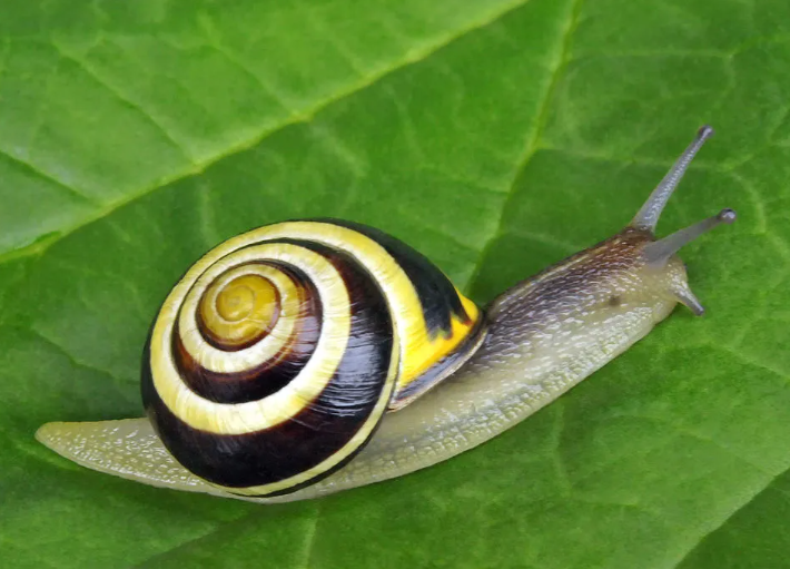 《蜗牛》The Snail-亨利•马蒂斯